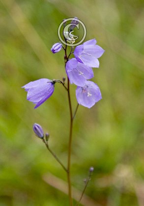 Harebell DM0201